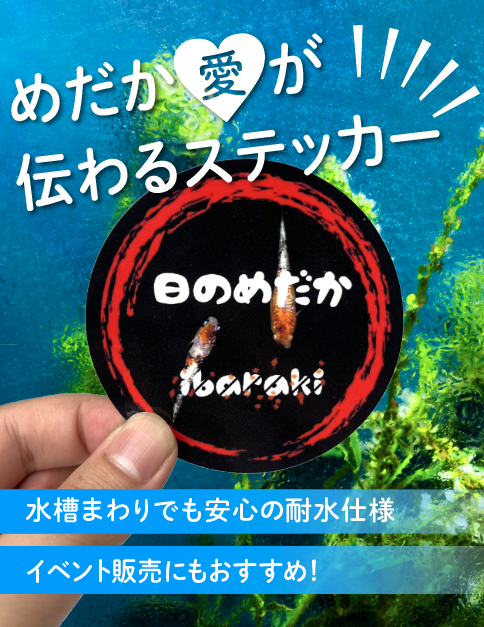 めだかステッカー